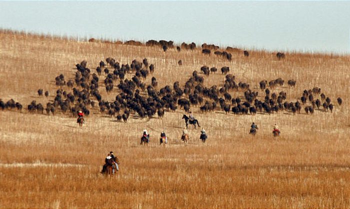 Bison Round Up 7564