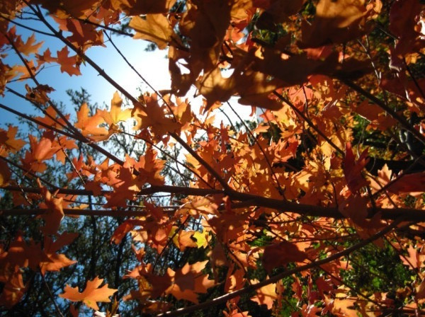 davis county fall colorful leaves