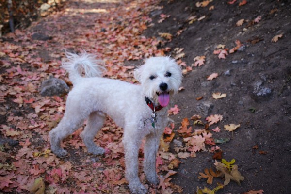 davis county dog fall play up mueller park canyon