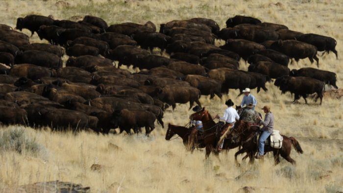 davis county horse wrangling