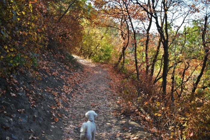 Mueller Park Trail