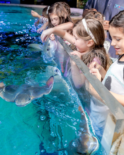 Children Gathered at the Stingray Tank