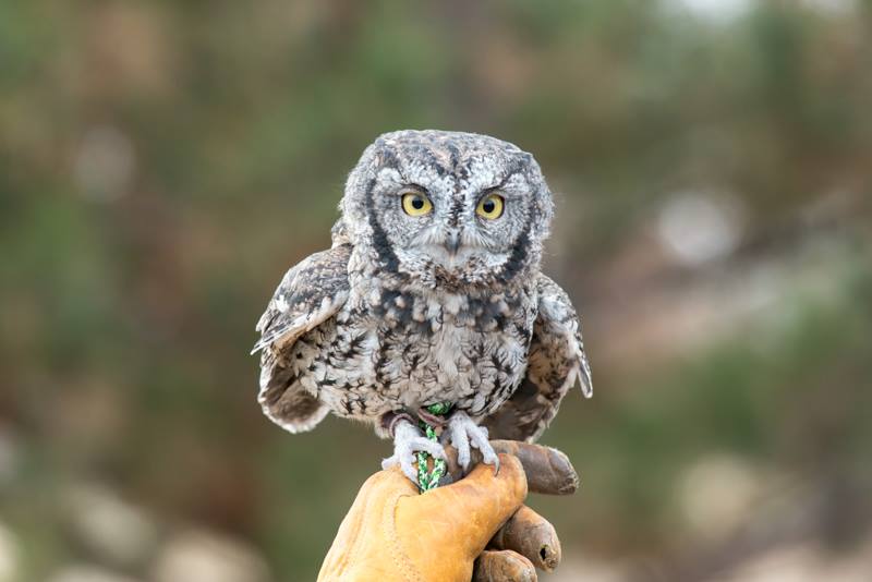 Great Salt Lake Bird Festival