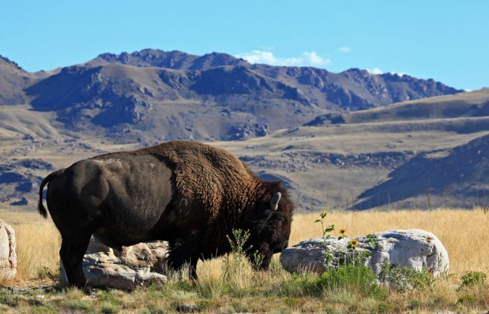 Antelope Island bison