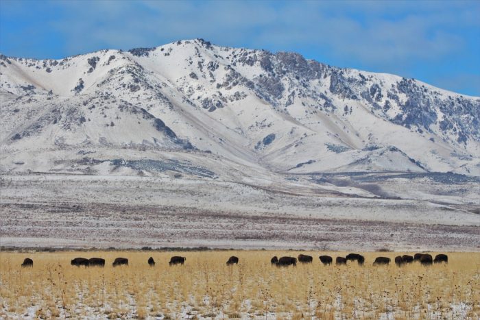 Antelope Island State Park 465733