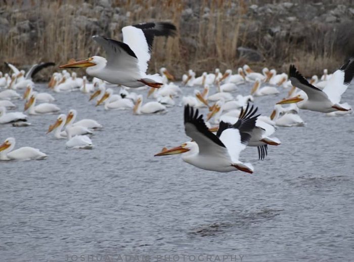 Bird Flying Over Water in Farmington Bay