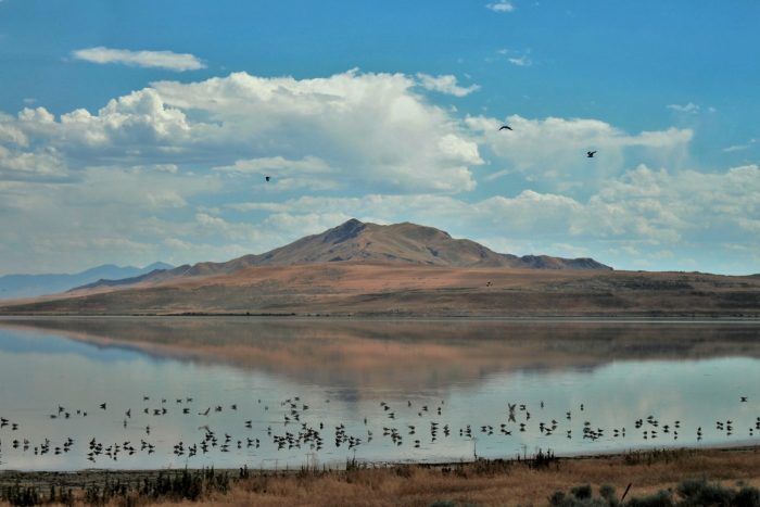 Birds on the Water in Davis County