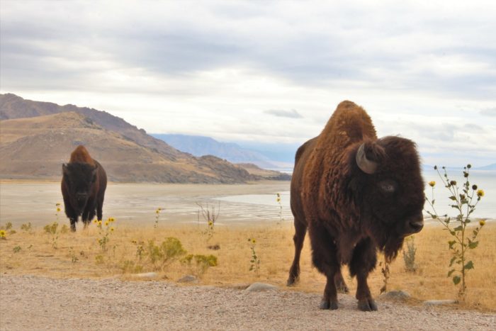 Staying Safe Around Bison at Antelope Island