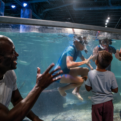 A family waves to their kids inside the snorkeling tank at SeaQuest Utah