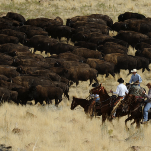 Cowboys on horses round up a herd of bison at Antelope Island's Bison Roundup