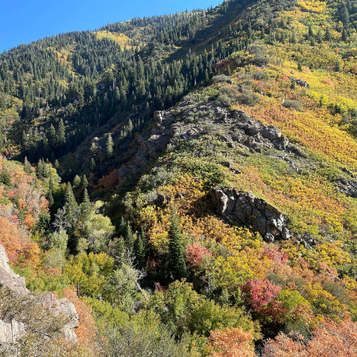 Fall leaves in Farmington Canyon