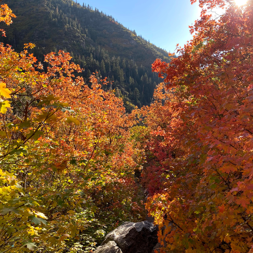 Fall leaves on the Farmington Creek Trail