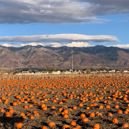 Pumpkins in a pumpkin patch