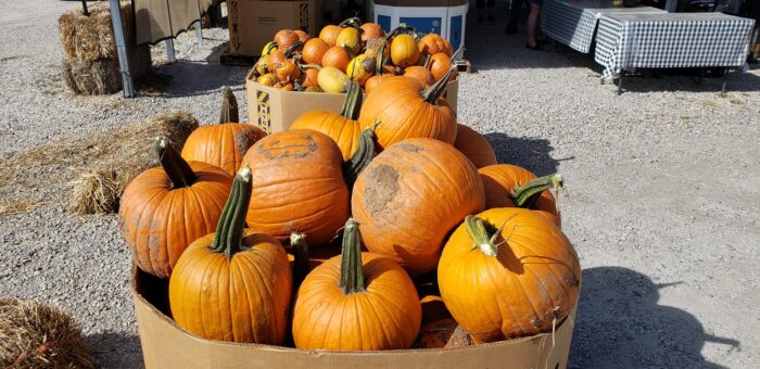 boxes of pumpkins at Day Farms