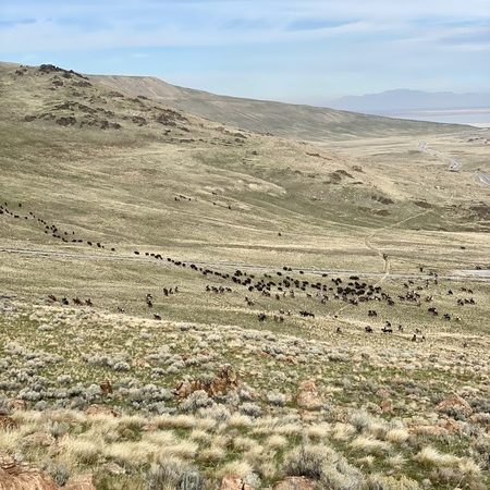 Bison roundup at Antelope Island State Park