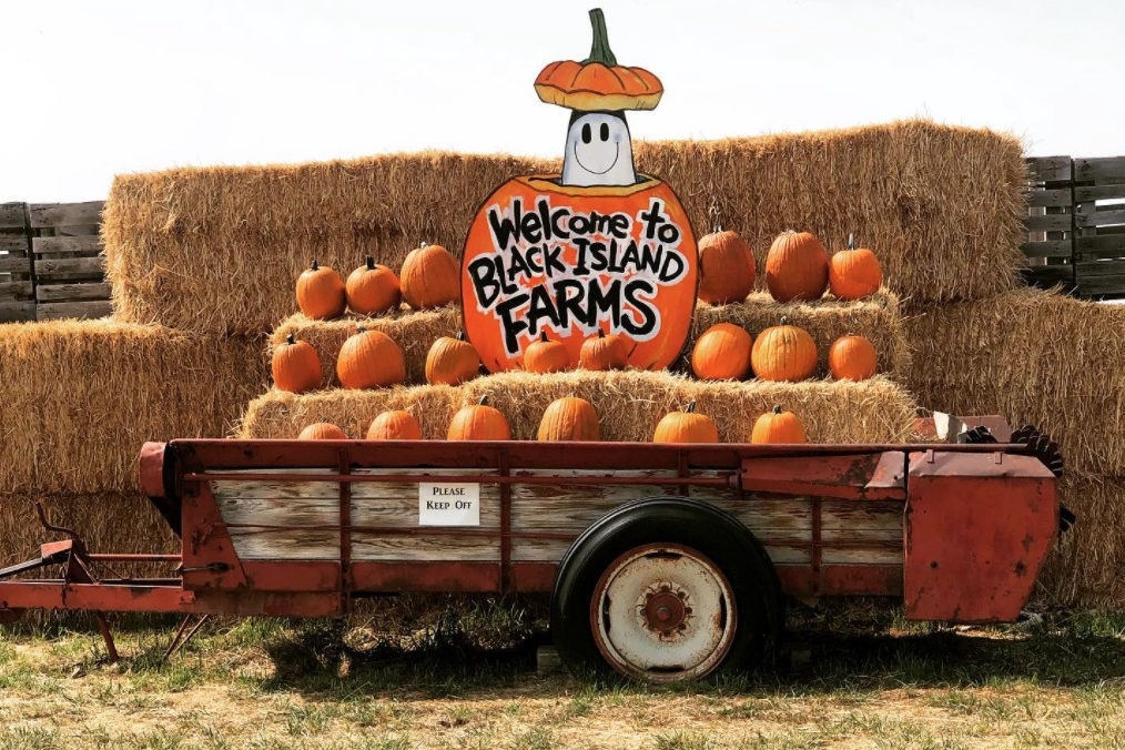 Trailer of Hay Bails and Pumpkins at Black Island Farms