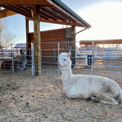 Alpaca and llama at the Cross E Ranch farm